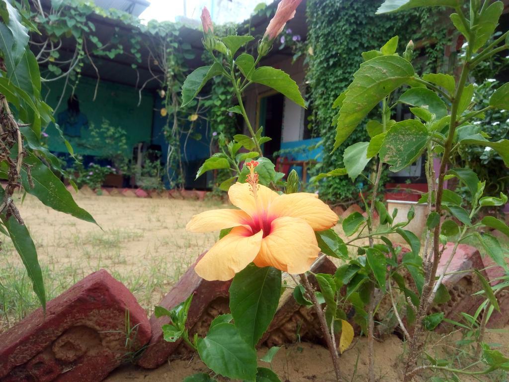 Rk Guest House Pushkar Eksteriør bilde
